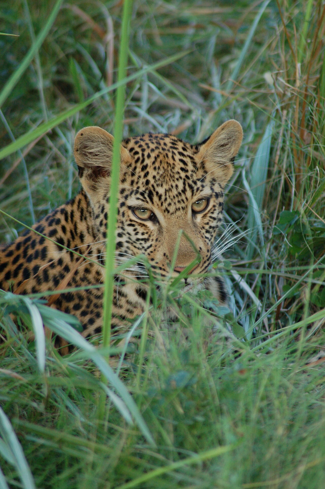 Okavango Delta, Botswana ()