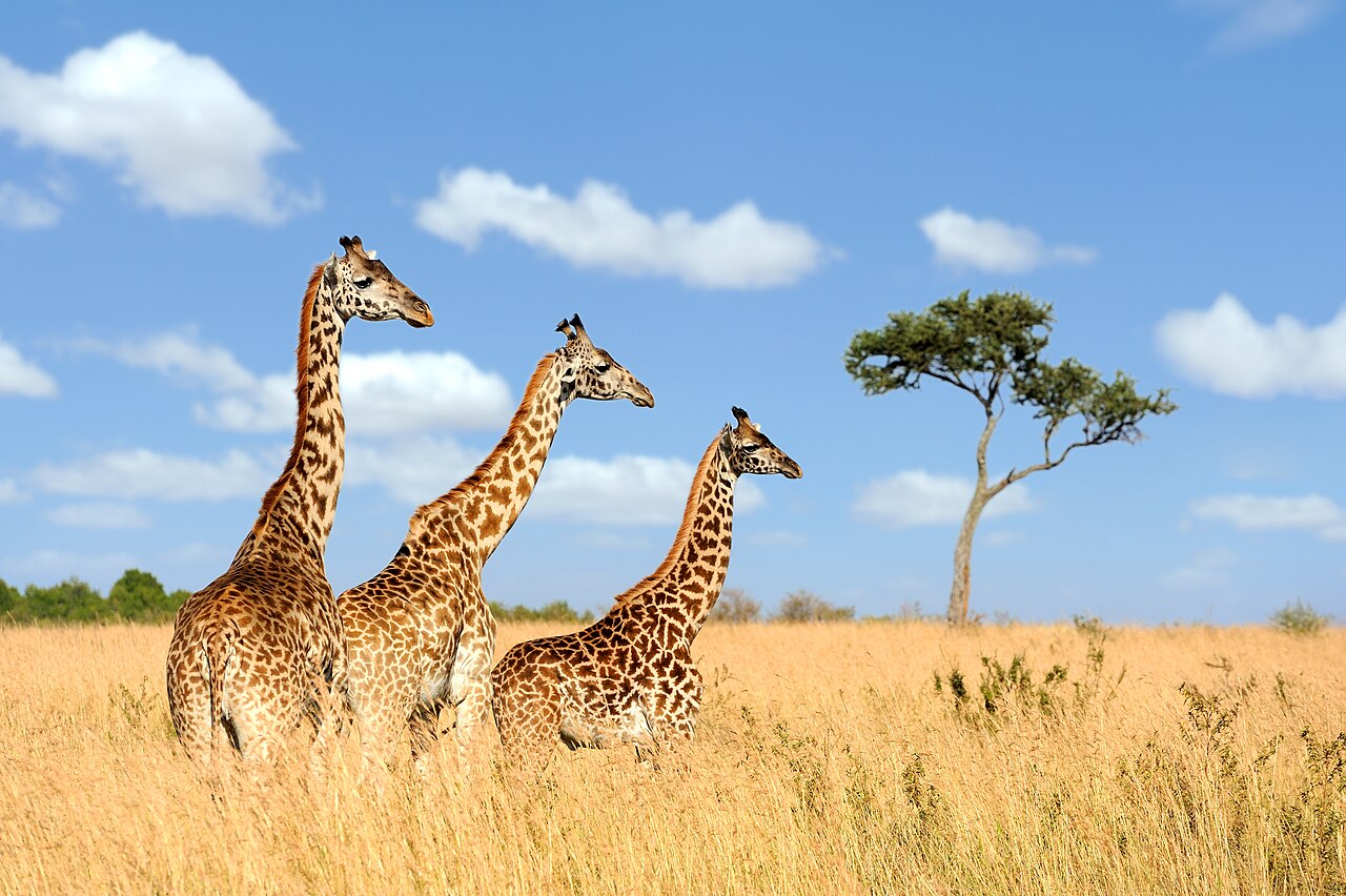 Three giraffes 01