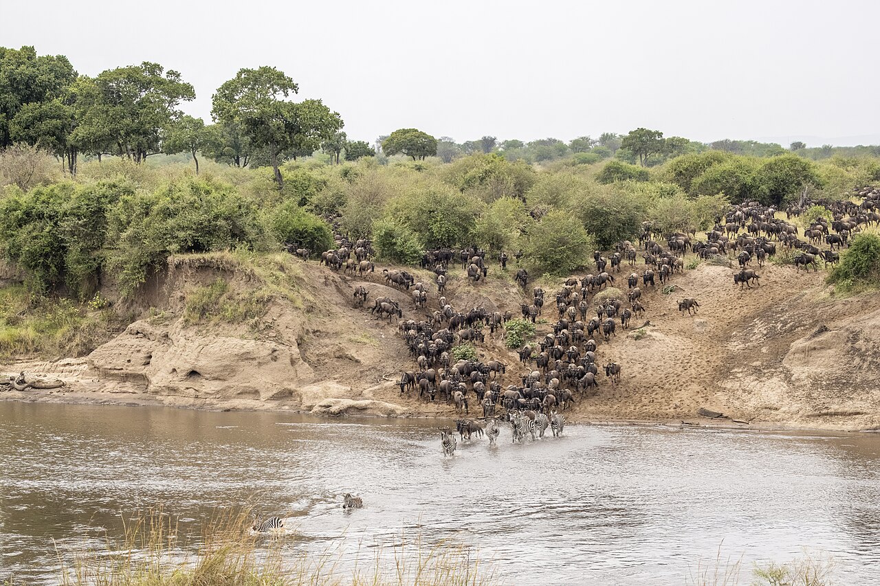 Western white-bearded wildebeest (Connochaetes taurinus mearnsi) Mara River crossing 2b