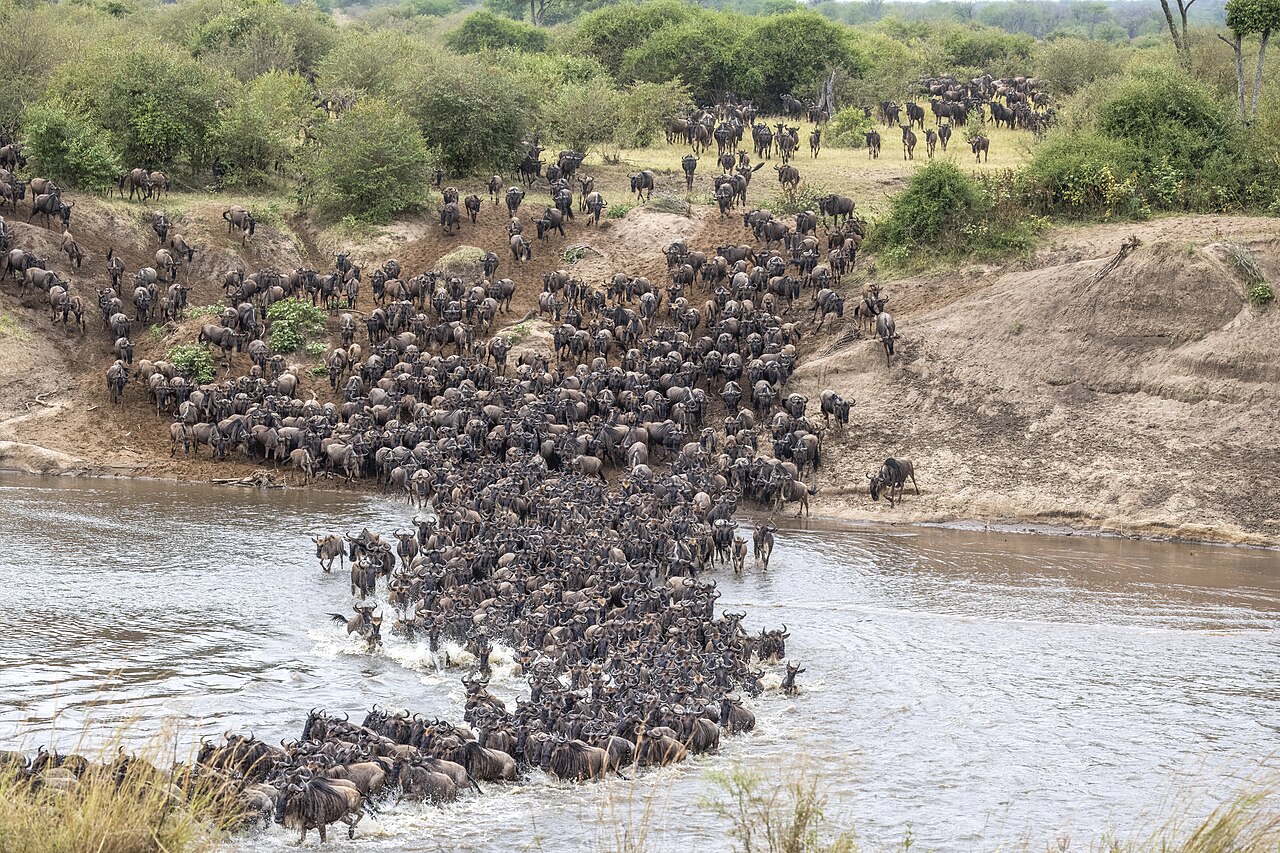 Western white-bearded wildebeest (Connochaetes taurinus mearnsi) Mara River crossing 2c