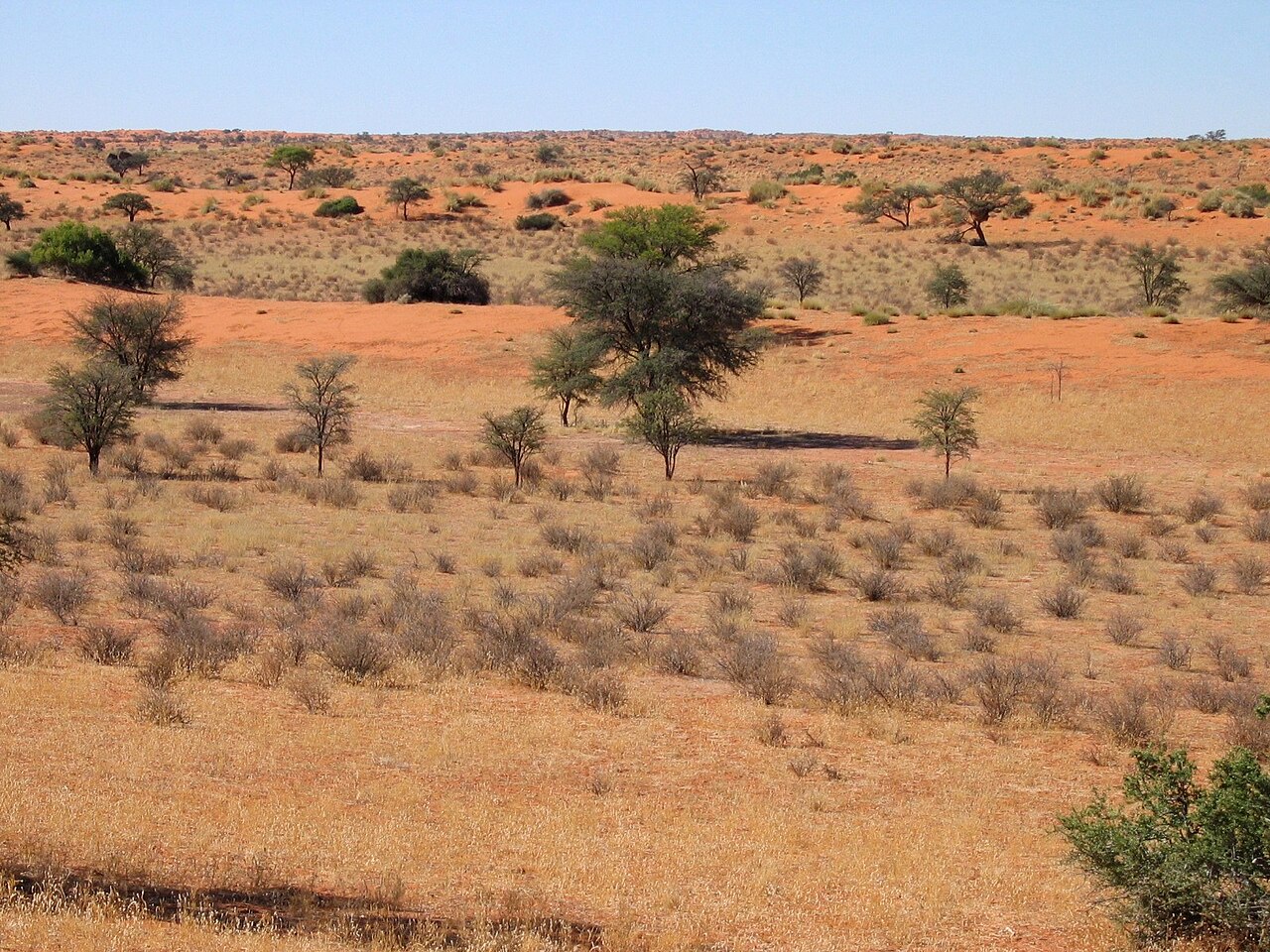 Kalahari C17