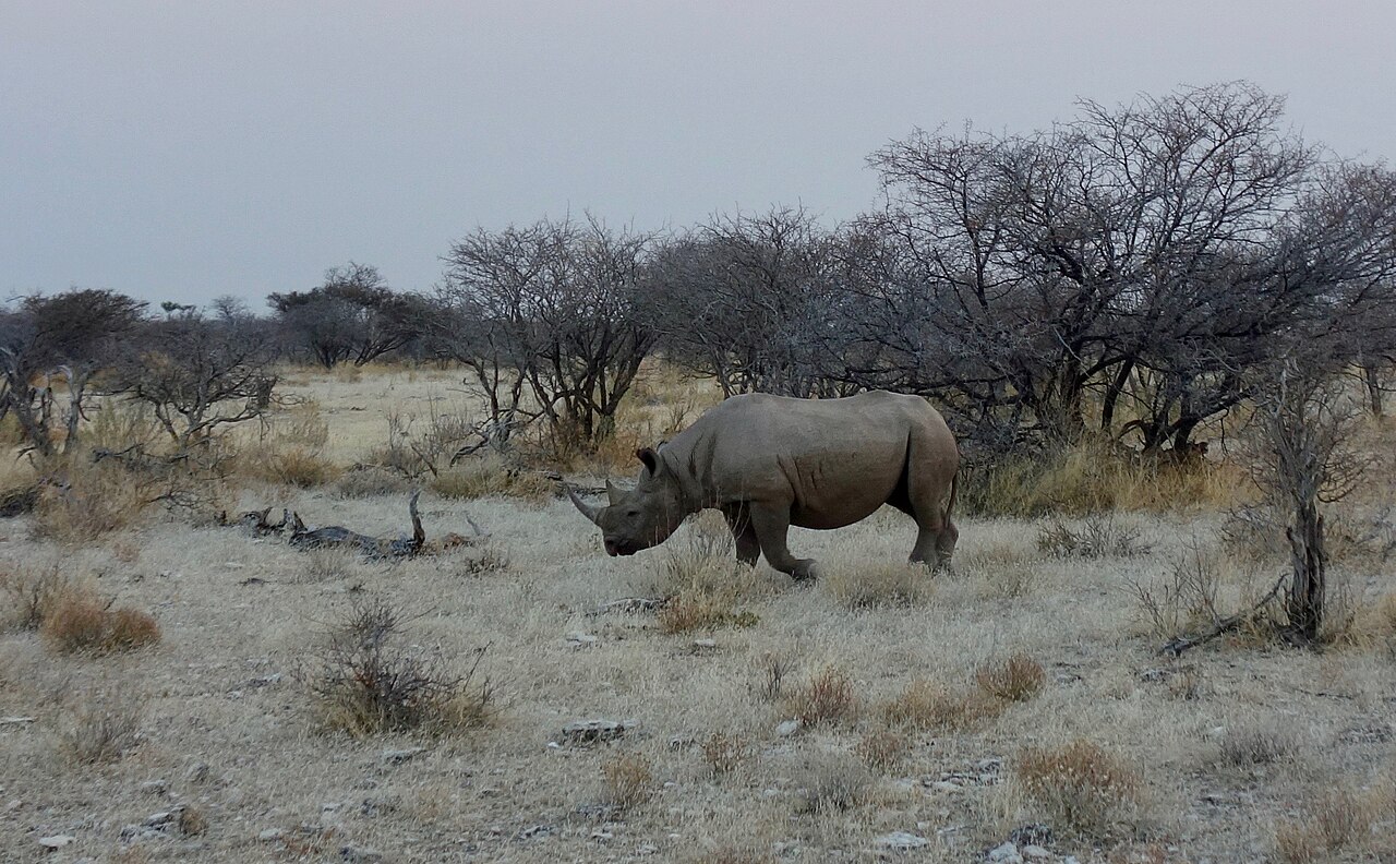 Black rhinoceros ()
