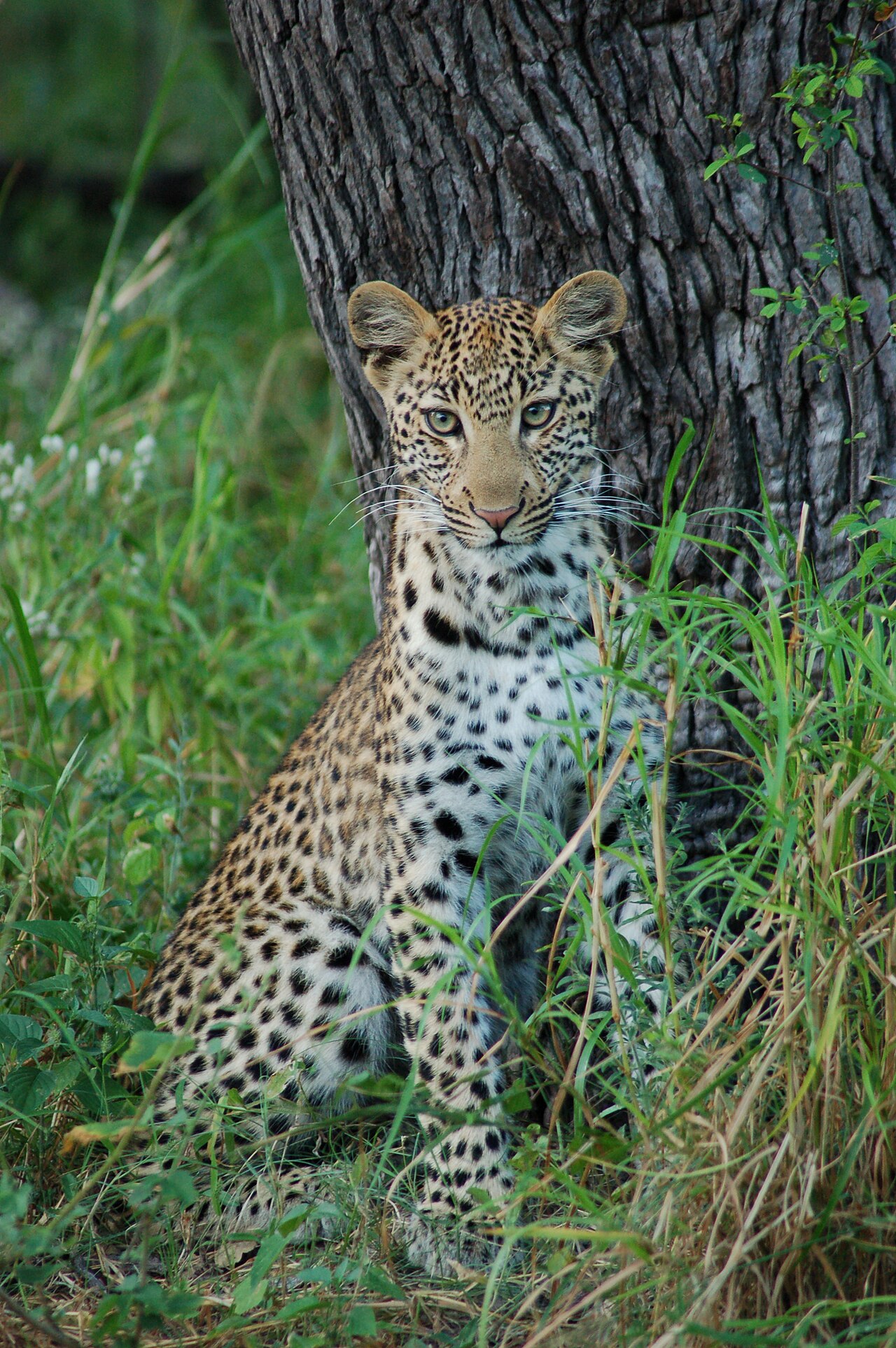 Okavango Delta, Botswana ()