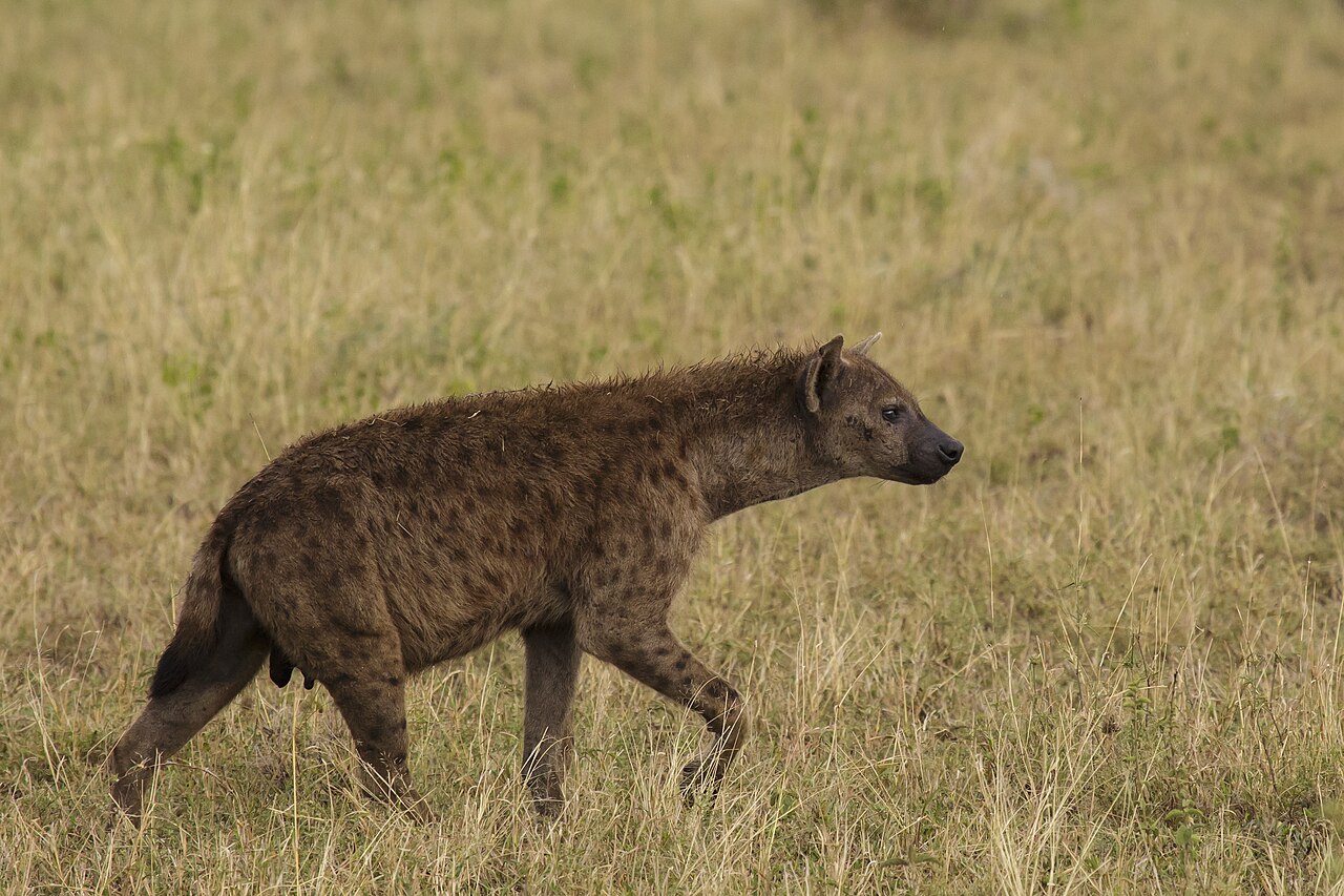 Serengeti National Park 06 - spotted hyena (Crocuta crocuta)