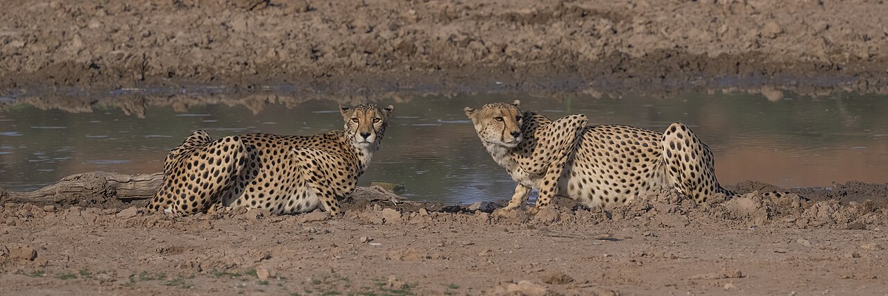Kalahari in Kgalagadi Transfrontier Park South Africa (3)