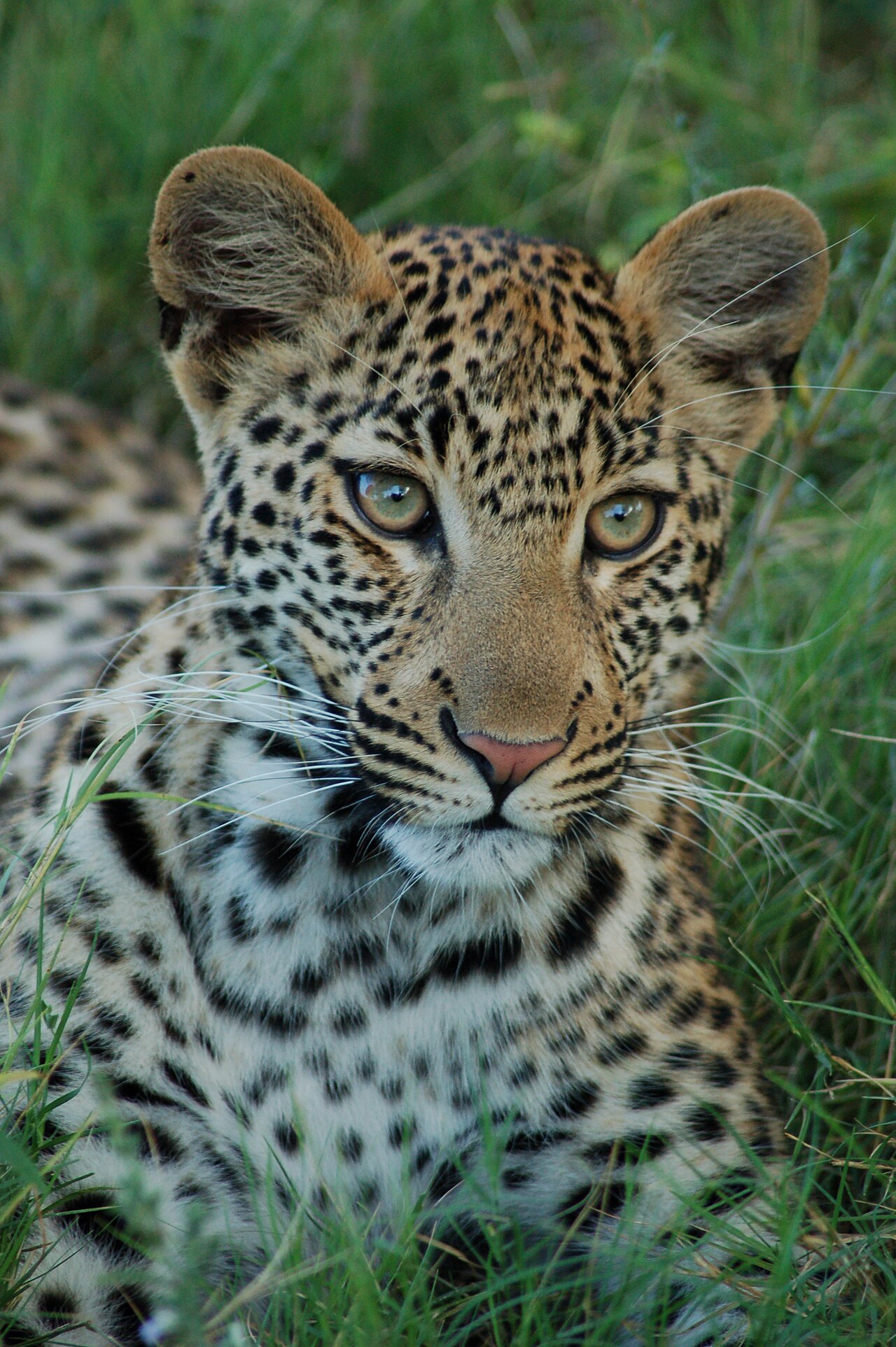 Okavango Delta, Botswana ()