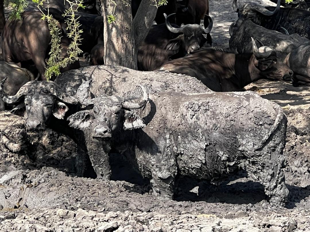 A herd of African buffalo (Syncerus caffer) stands together on a grassy plain in Lake Mburo National Park, Uganda. 35