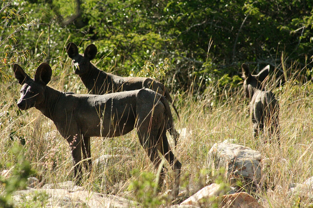 African wild dog with mange - Serengeti ()
