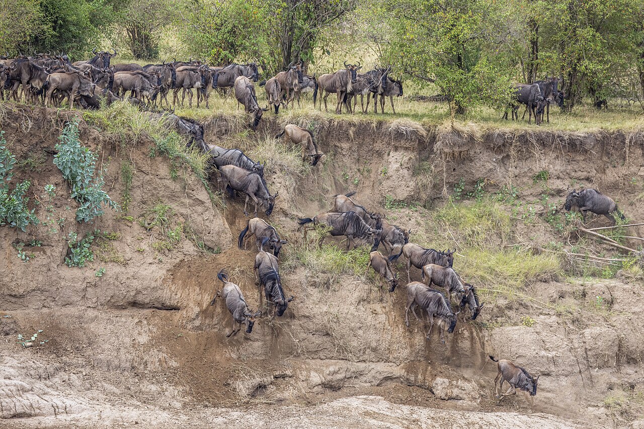 Western white-bearded wildebeest (Connochaetes taurinus mearnsi) Mara River crossing 2e descending cliff